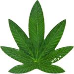 One Hundred Francs 2011 Cannabis Sativa: Photo Coin, Benin, One Hundred Francs 2011 Cannabis Sativa / thumbnail
