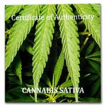Silver Ounce 2021 Cannabis Sativa: Photo Coin, Benin, Silver Ounce 2021 Cannabis Sativa / thumbnail