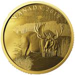 Gold Ounce 2019 Canadian Moose: Photo Coin, Canada, Gold Ounce 2019 Canadian Moose / thumbnail