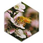 Silver Ounce 2018 Manuka Honey: Photo Coin, New Zealand, Silver Ounce 2018 Manuka Honey / thumbnail