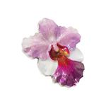 Silver Ounce 2020 Enchanting Orchid: Photo Coin, Niue, Silver Ounce 2020 Enchanting Orchid / thumbnail