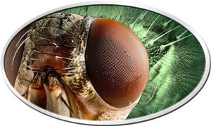Niue / Silver Ounce 2014 Animal Skins - Housefly - reverse photo