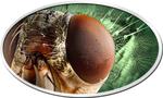 Niue / Silver Ounce 2014 Animal Skins - Housefly - reverse photo