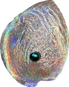 Palau / Five Dollars Silver 2012 Haliotis Iris - reverse photo