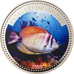 One Dollar 2009 Sailfin Tang: Photo Coin, Palau, One Dollar 2009 Sailfin Tang / thumbnail