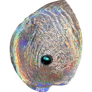 Palau / Five Dollars Silver 2012 Abalone - Haliotis Iris - reverse photo