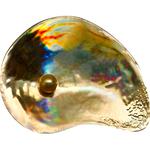 Palau / Five Dollars Silver 2014 Shell and Pearl / Gilded - reverse photo