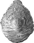 Five Dollars Silver 2011 Oyster: Photo Coin, Palau, Five Dollars Silver 2011 Oyster / thumbnail