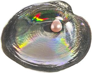 Palau / Five Dollars Silver 2013 Cyrtonaias Tampicoensis - reverse photo