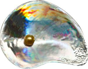 Palau / Five Dollars Silver 2014 Hyriopsis Cumingii - reverse photo