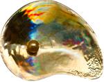 Palau / Five Dollars Silver 2014 Hyriopsis Cumingii / Gilded - reverse photo