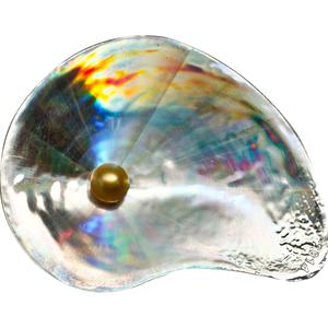 Palau / Five Dollars Silver 2014 Shell and Pearl - reverse photo