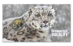 One Dollar 2016 Snow Leopard: Photo Coin, Tuvalu, One Dollar 2016 Snow Leopard / thumbnail